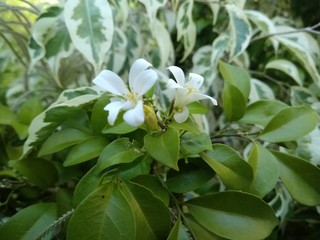 lily of the valley