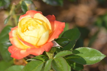 Thomasville rose garden 0214