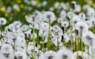 Dandelions on a field.