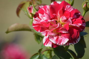 Thomasville rose garden 0217