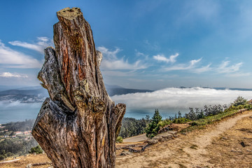 Fototapeta premium tree on the rock