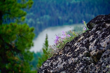 rocks and flowers on background of forest and lake