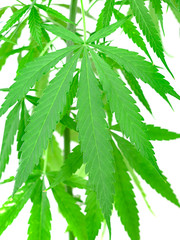 Young healthy marijuana plant isolated on the white background. Concept of herbal alternative medicine,