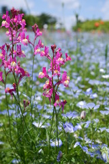pink flowers in the garden