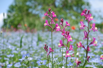 pink flowers in the garden