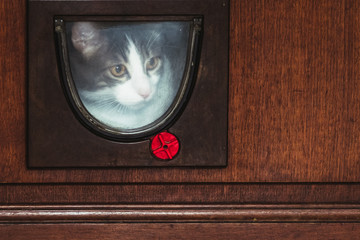 Chat blanc et tigré regardant au travers d'une chatière