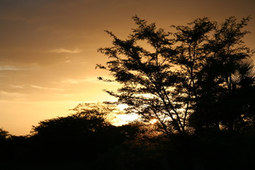 atardecer llanero 2