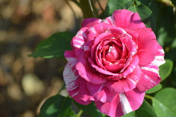 Thomasville rose garden 0219