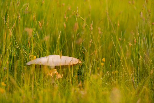macrolepiota procer