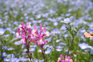 pink flowers in the garden