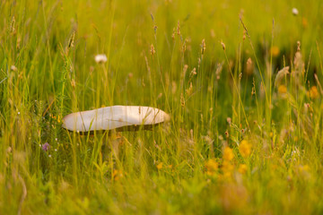 macrolepiota procer
