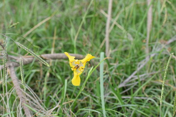 orquídea silvestre