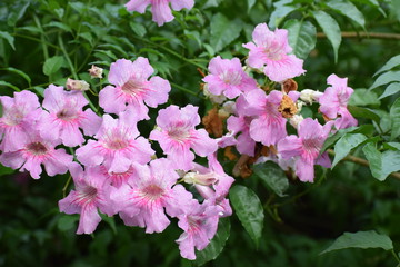 flores rosadas