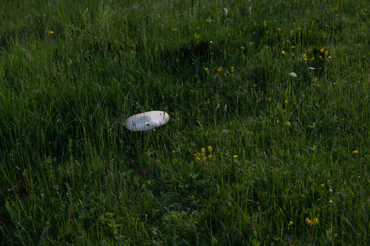 macrolepiota procer