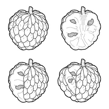 Custard Apple Vector Illustration Hand Drawn Fruit Cartoon Art