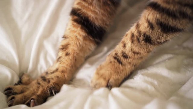 Close up cat paws kneading - pushing claws in and out on the blanket