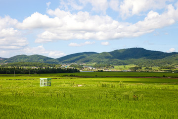 Fototapeta na wymiar rice paddy in Gyeongju-si, South Korea.