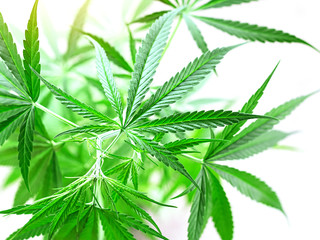 Young healthy marijuana plant isolated on the white background. Concept of herbal alternative medicine,