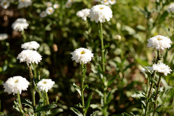White chrysanthemums in the summer garden on a bright sunny day
