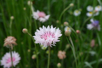 Fototapeta premium pink flower
