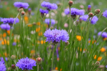 purple flowers in a field