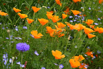 orange flowers in the garden