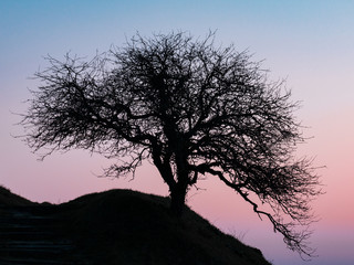 L'arbre sur la colline