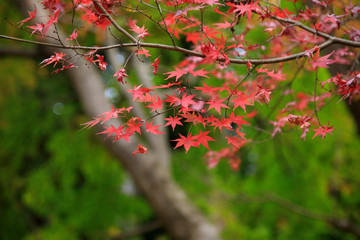 塔ノ岳　丹沢山　1