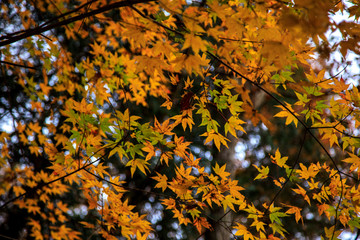 塔ノ岳　丹沢山　2