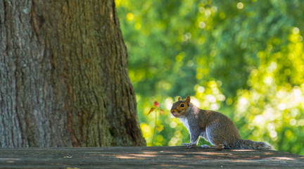 A photogenic squirrel surrounded by nature.