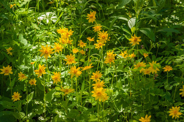 Arnica cordifolia Pocket on the Forest Floor 