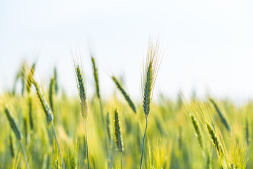 Obraz premium A field of wheat on a sunny day.