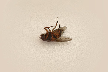 dead fly lying on his back