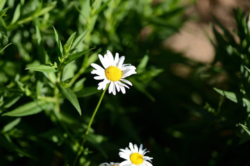 Beautiful white chamomile in the summer garden close up