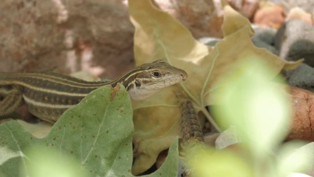 Lizard Eating a Grub