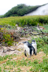 African penguin couple at Boulders Beach near Simon’s Town, South Africa