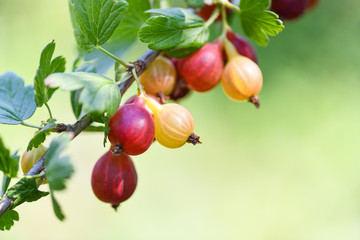 Bunch of ripe red and green gooseberries in the garden.