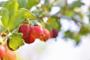 Red gooseberry berries. Many berries ripe red gooseberries on a branch in the garden. Horizontal photography
