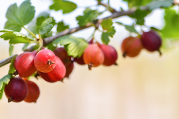 Red gooseberry berries. Many berries ripe red gooseberries on a branch in the garden. Horizontal photography