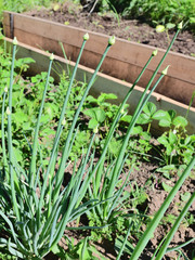  green onion arrows in a vegetable garden