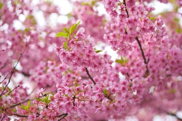 Naklejka premium Kawazu cherry blossoms : full blooming
