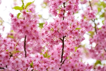 Kawazu cherry blossoms : full blooming