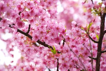 Kawazu cherry blossoms : full blooming