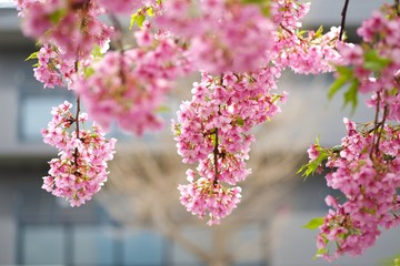 Kawazu cherry blossoms : full blooming