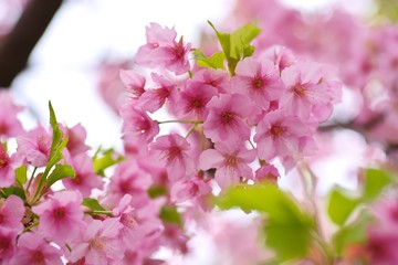 Kawazu cherry blossoms : full blooming
