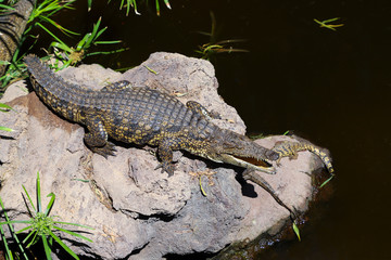 Alligator with open mouth lying on a stone.