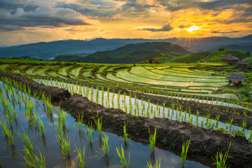 transplant rice terrace seedlings field in Ban Pa Bong Piang, Chiagmai, the north of thailand,