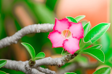 Close up Tropical flower Pink adenium,Desert Rose