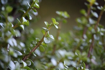 Close up of a jade plant