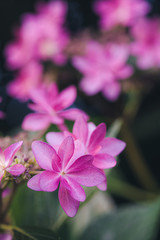 Hydrangea petal close up and bokeh